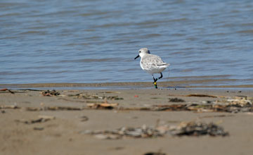 Sanderling [Calidris alba]