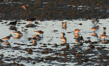 Dunlin [Calidris alpina alpina]