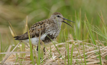 Dunlin [Calidris alpina schinzii]