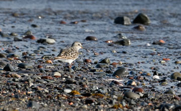 White-rumped sandpiper [Calidris fuscicollis]