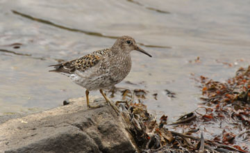 Purple sandpiper [Calidris maritima]