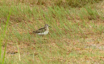 Pectoral sandpiper [Calidris melanotos]