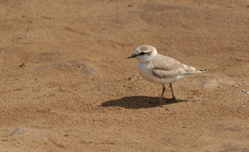 Little stint [Calidris minuta]