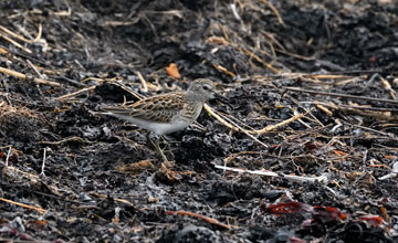 Least sandpiper [Calidris minutilla]