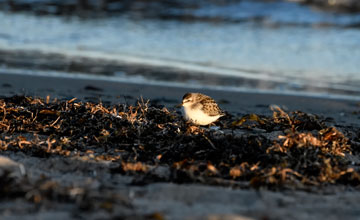 Semipalmated sandpiper [Calidris pusilla]