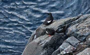 Black guillemot [Cepphus grylle arcticus]