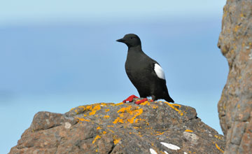 Black guillemot [Cepphus grylle islandicus]