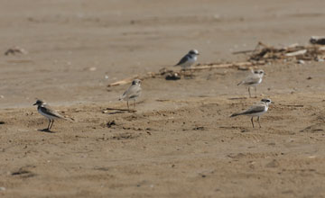 Kentish plover [Charadrius alexandrinus alexandrinus]