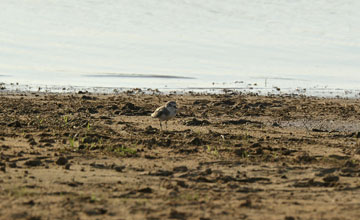 Kentish plover [Charadrius alexandrinus seebohmi]