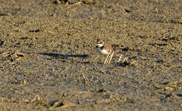 Flussregenpfeifer [Charadrius dubius curonicus]