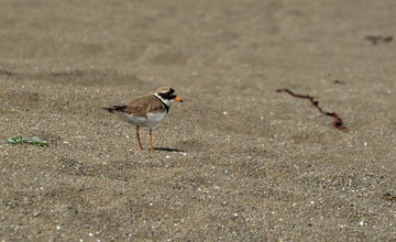 Sandregenpfeifer [Charadrius hiaticula]