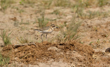 White-fronted plover [Charadrius marginatus mechowi]