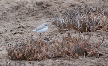 Chestnut-banded plover [Charadrius pallidus]