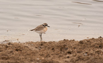Kittlitz's plover [Charadrius pecuarius]