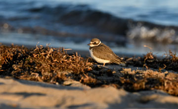 Amerikanischer Sandregenpfeifer [Charadrius semipalmatus]