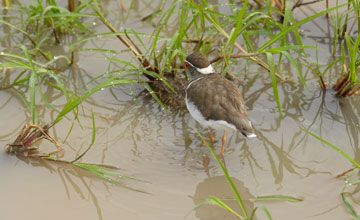 Three-banded plover [Charadrius tricollaris tricollaris]