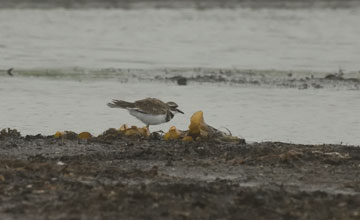 Killdeer [Charadrius vociferus vociferus]