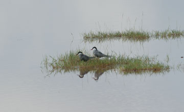 Whiskered tern [Chlidonias hybrida delalandii]