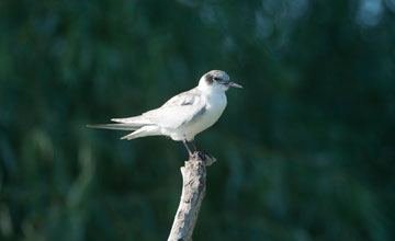 Whiskered tern [Chlidonias hybrida hybrida]