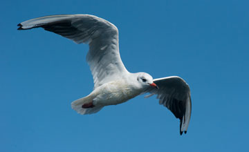 Lachmöwe [Chroicocephalus ridibundus]