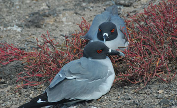 Swallow-tailed gull [Creagrus furcatus]