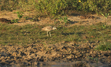 Great stone-curlew [Esacus recurvirostris]