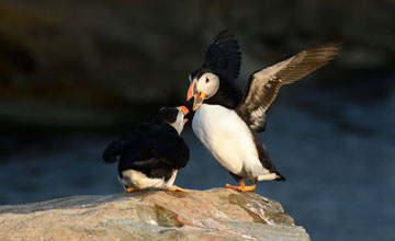 Atlantic puffin [Fratercula arctica arctica]