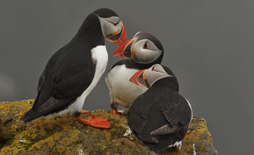 Atlantic puffin [Fratercula arctica naumanii]