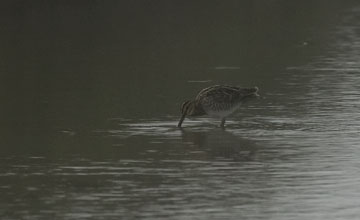 Wilson's snipe [Gallinago delicata]