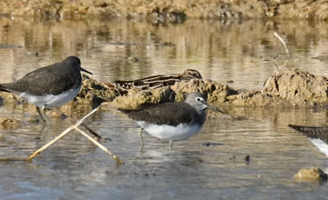 Common snipe [Gallinago gallinago gallinago]