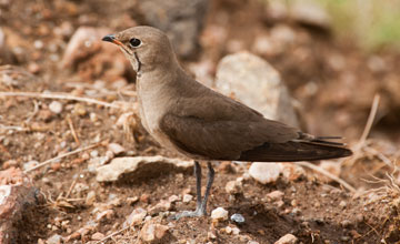 Collared pratincole [Glareola pratincola fuelleborni]