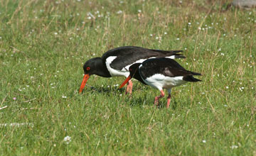 Eurasian oystercatcher [Haematopus ostralegus ostralegus]