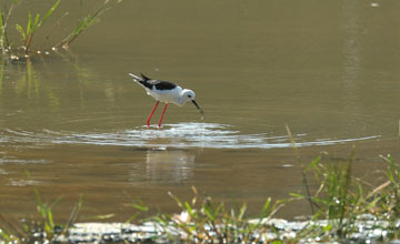 Black-winged stilt [Himantopus himantopus]