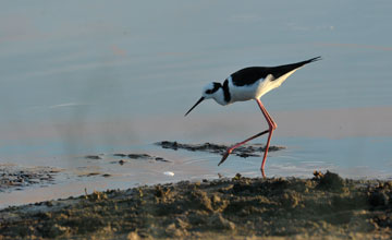 Halsbandstelzenläufer [Himantopus melanurus]