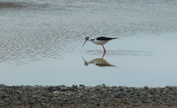 Black-necked stilt [Himantopus mexicanus]