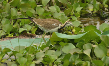 Pheasant-tailed jacana [Hydrophasianus chirurgus]