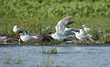 Caspian tern [Hydroprogne caspia]