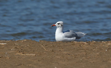 Mediterranean gull [Ichthyaetus melanocephalus]