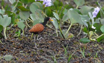 Wattled jacana [Jacana jacana jacana]