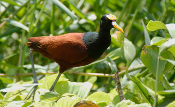 Gelbstirn-Blatthühnchen [Jacana spinosa]