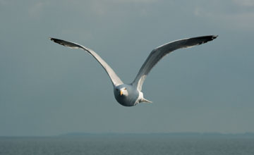 Silbermöwe [Larus argentatus argenteus]