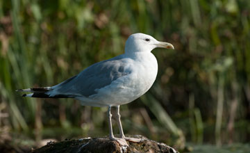 Steppenmöwe [Larus cachinnans]