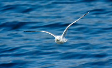 Sturmmöwe [Larus canus canus]