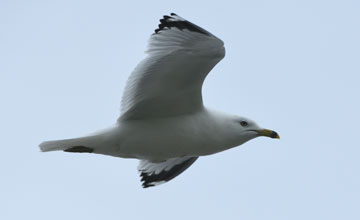 Ringschnabelmöwe [Larus delawarensis]