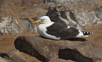 Dominikanermöwe [Larus dominicanus vetula]