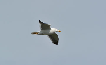 Heringsmöwe [Larus fuscus graellsii]