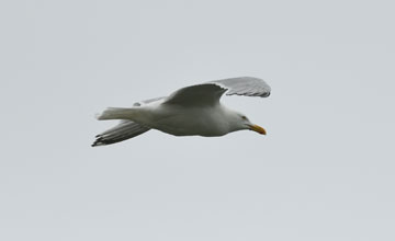 Polarmöwe [Larus glaucoides kumlieni]