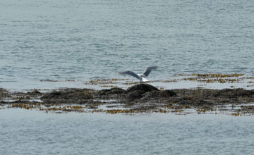 Glaucous gull [Larus hyperboreus]