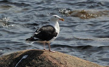 Mantelmöwe [Larus marinus]