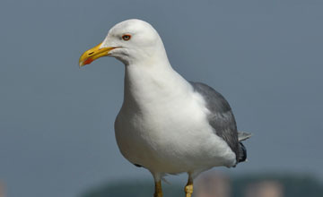 Mittelmeermöwe [Larus michahellis michahellis]